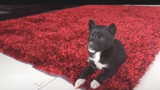 济南轨道交通近期建设规划已通过评估:星空体育APP网站(图3) 星空体育APP