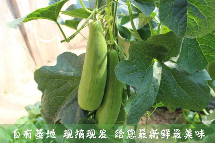 日漫再上央视! 央视六套报道朝花夕誓【星空体育app下载】(图2) 星空体育app下载