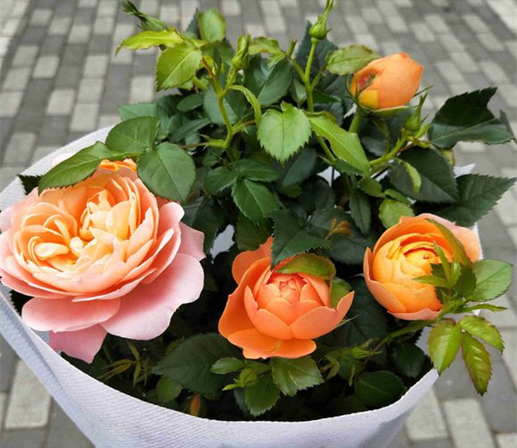 星空体育app下载-超赞美食做法推荐:萝卜丝饼、香菇糯米烧麦、苏菜响油鳝糊,馋了(图4) 星空体育app下载