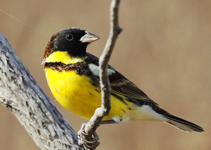 星空体育APP网站