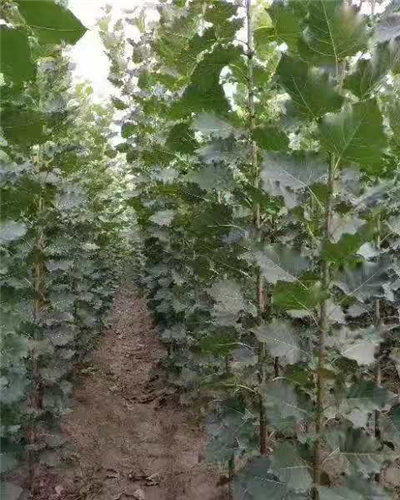 星空体育app下载