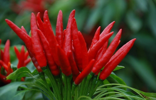 星空体育APP网站