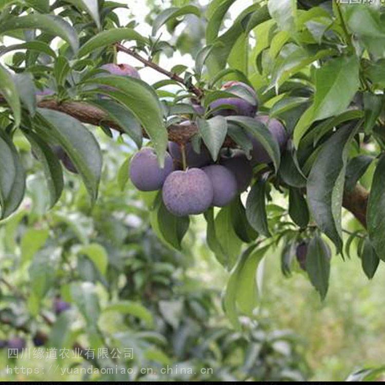 《黄金拼图》动漫OVA将于11月进行剧场上映‘星空体育APP’(图1) 星空体育APP网站